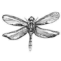 Hand drawn detailed dragonfly. Isolated on white background, vector insect, monochrome illustration