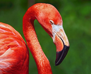 The Greater flamingo