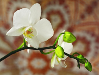 The detail of a white orchid