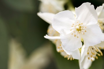 Naklejka na ściany i meble Beautiful flower of a jasmine. Spring flower. Space for text