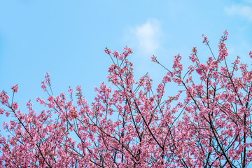 Beautiful cherry blossom in blue sky