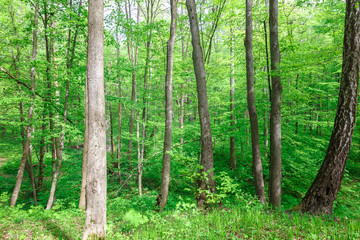 Green deciduous forest on a sunny day.