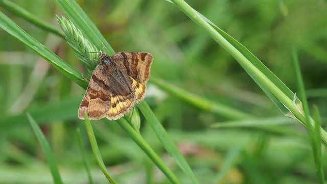 Burnet Companion 2 030618