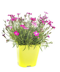 Dianthus in studio