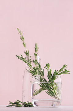 Green rosemary twigs in transparent glass vase on soft pink pastel background. Fresh season gentle background.