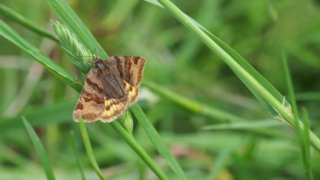 Burnet Companion 1 030618