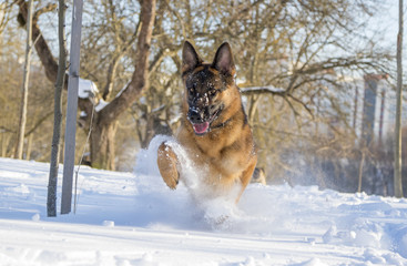 German Shepherd plays in the snow