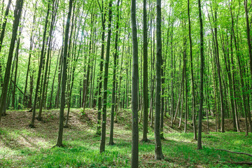Fototapeta premium Green deciduous forest on a sunny day.