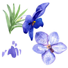 Orchid blue vanda. Floral botanical flower. Wild spring leaf wildflower isolated. Aquarelle wildflower for background, texture, wrapper pattern, frame or border.
