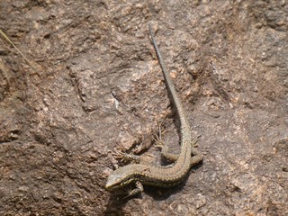 lizard in the mountains of italy