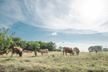 Fototapeta premium Cows at farm