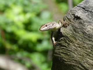 lizard on a stone