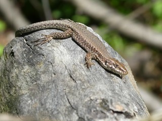 lizard in the mountains of italy