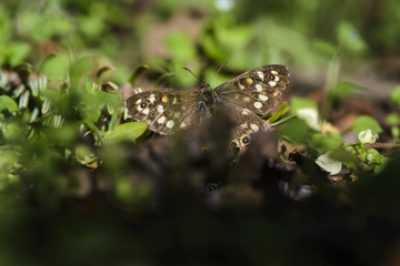 Butterfly behind grass, butterfly eating dandelion flower nectar.