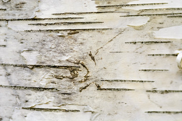 Birch bark close up , scars ont the birch bark.
