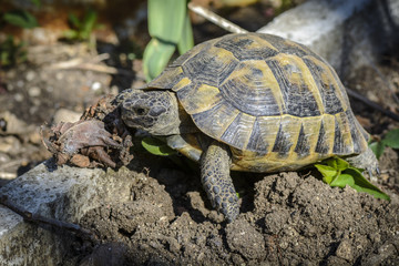 Land turtle close up, Proxy photo of a land turtle walking.
