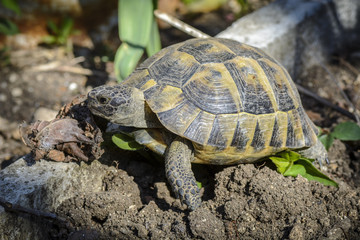 Land turtle close up, Proxy photo of a land turtle walking.