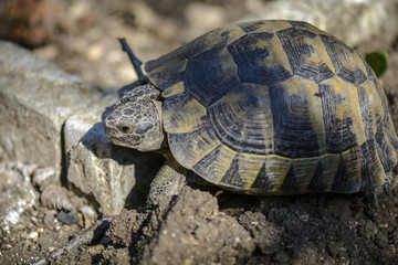 Land turtle close up, Proxy photo of a land turtle walking.