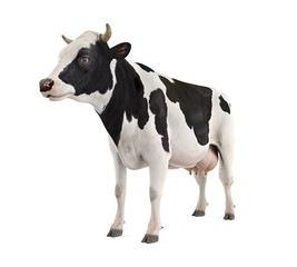 Cow Isolated