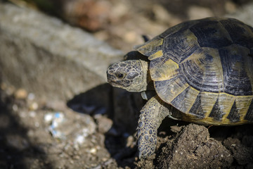 Land turtle close up, Proxy photo of a land turtle walking.