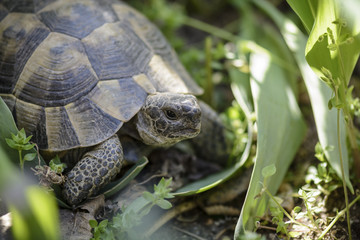Land turtle close up, Proxy photo of a land turtle walking.