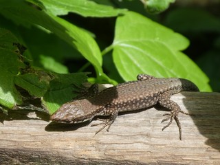 lizard in the mountains of italy