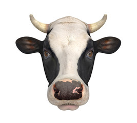 Cow Isolated