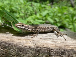 lizard in the mountains of italy