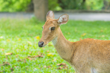 Naklejka na ściany i meble deer on green grass in the garden