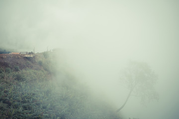 Dried trees in the winter at Mysterious forest with a view of fog