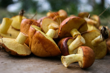 The mushrooms  on a wooden background. Suillus.