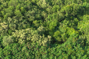 Naklejka premium Aerial forest view on top of trees