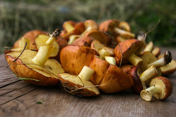 The mushrooms  on a wooden background. Suillus.