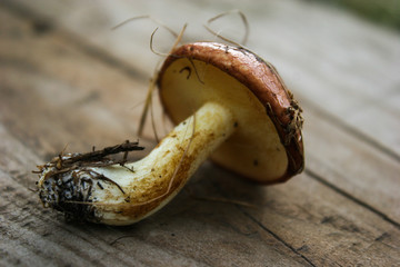The mushrooms  on a wooden background. Suillus.