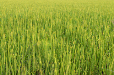 The landscape of green young rice fields.