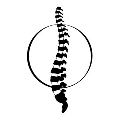 Vector human spine  illustration