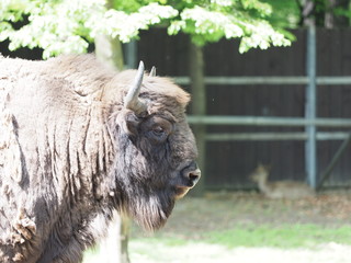 Focus of adult european bison looks and stands alone on sandy ground in enclosure at city of Pszczyna in Poland © Jakub Korczyk