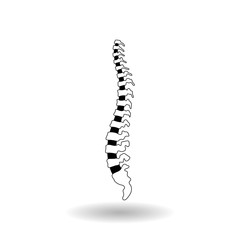 Vector human spine illustration