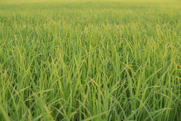 The landscape of green young rice fields.