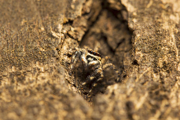 Jumping spider, Salticidae, Aarey milk colony Mumbai