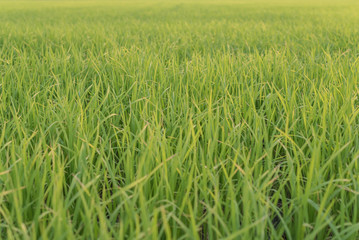 The landscape of green young rice fields.
