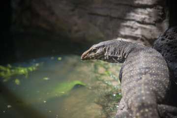 Varanus salvator also sometimes called erroneously Komodo Dragon in park Thailand