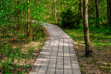 Obraz premium wooden boardwalk in bog swamp area