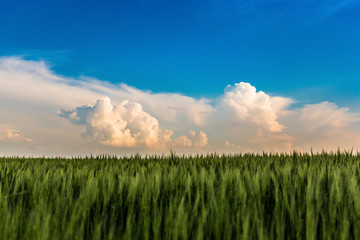 Fototapeta na wymiar Green wheat field under evening clouds in Czech Republic.