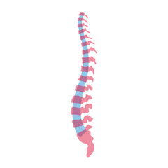 Vector human spine illustration
