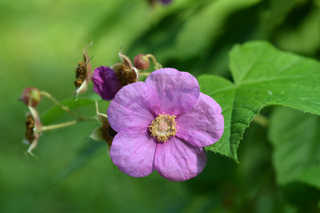 Flowering raspberry