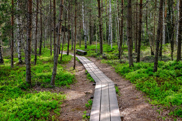 Obraz premium wooden boardwalk in bog swamp area