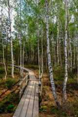 wooden boardwalk in bog swamp area
