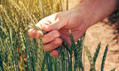 Farmer agronomist touching cultivated green spelt wheat plants in field