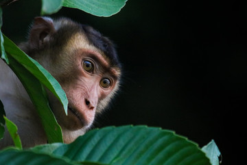 Macaque, Sabah Borneo